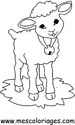 Dibujos para colorear ovejas