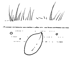 dibujo de una semilla en la tierra para colorear dibujos del ciclo de las plantas para colorear y pintar