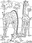 Dibujos para colorear jirafas