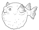 dibujo de un pez globo para colorear dibujos de peces para colorear y pintar
