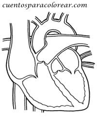 Dibujos para colorear del cuerpo humano corazón