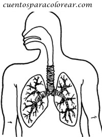 dibujo de los pulmones para colorear dibujos para colorear del cuerpo humano pulmones